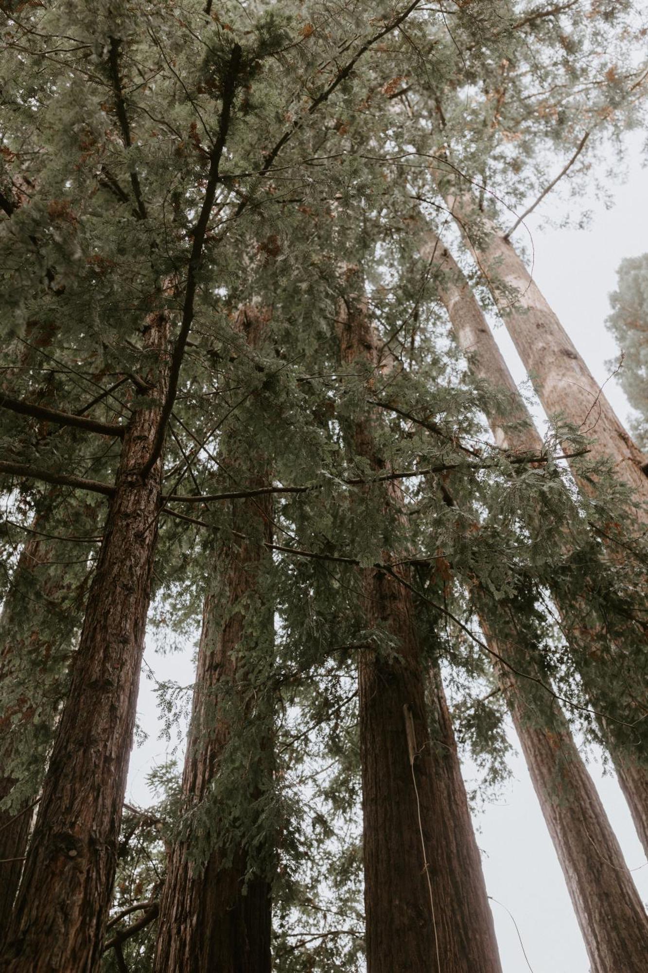 Вилла Tranquil Redwood Retreat Герневилл Экстерьер фото